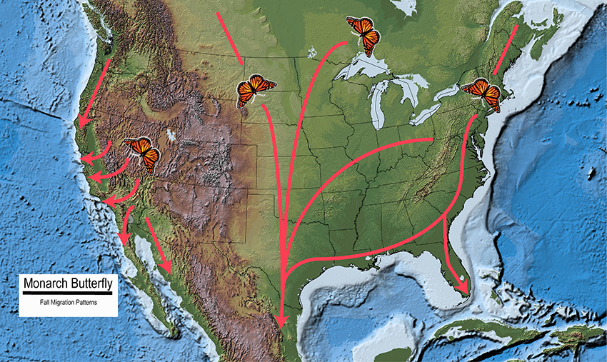 monarch butterfly migratory routes