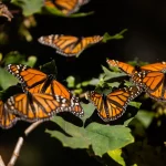 Monarch butterfly