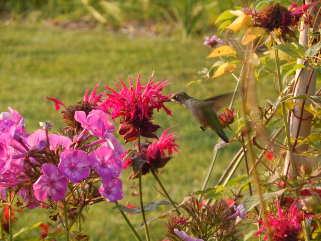 Adopt a Hummingbird