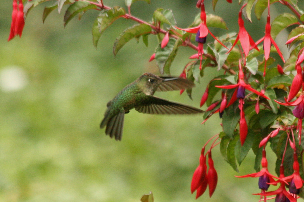 Adopt a Hummingbird
