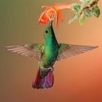 Adopt a hummingbird