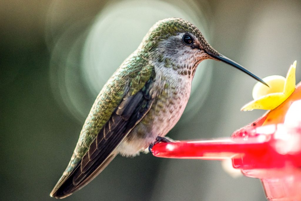 Adopt a Hummingbird