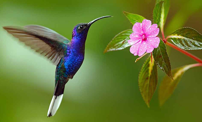Adopt a Hummingbird