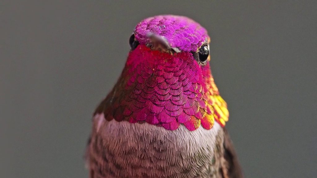 Adopt a Hummingbird