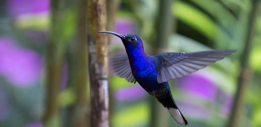 Adopt a Hummingbird