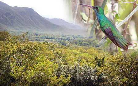 Adopt a Hummingbird