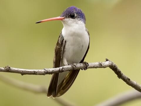 Violet crowned Hummingbird