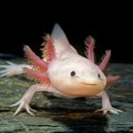 Axolotl