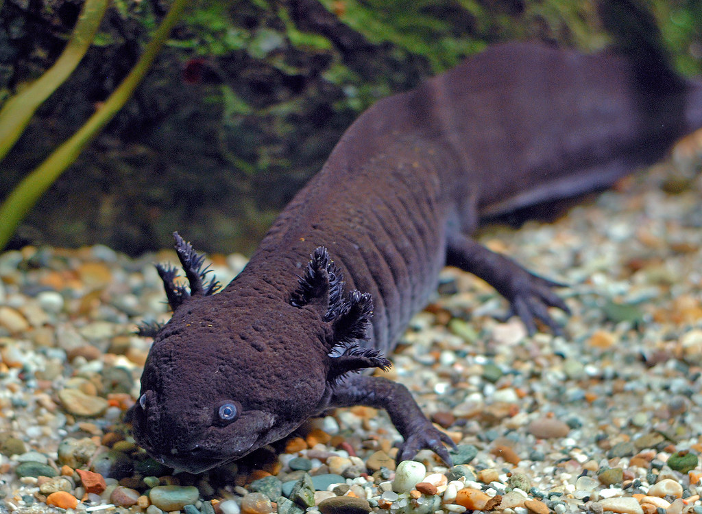 black axolotl