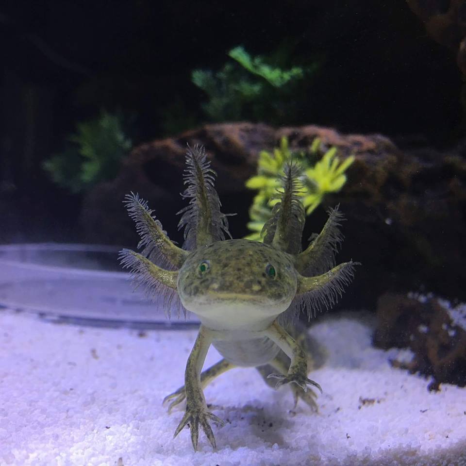 brown axolotl