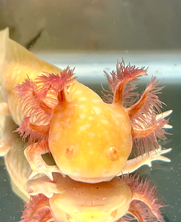 golden albino axolotl