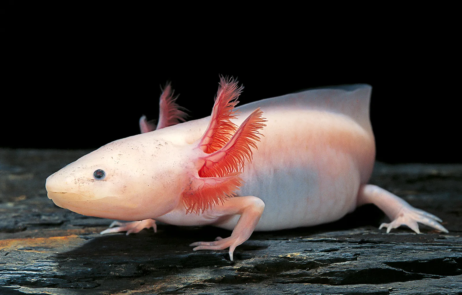 leucistic axolotl