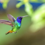 Mexican hummingbird