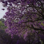 Jacarandas